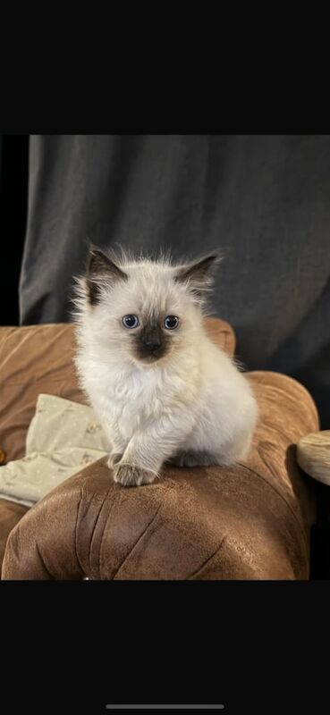 Ragdoll kittens for sale in Ballynahinch, County Down – 6 weeks old