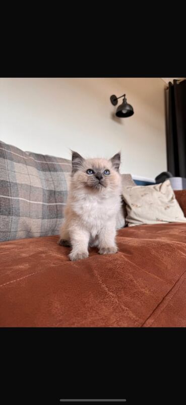 Ragdoll kittens for sale in Ballynahinch, County Down – 6 weeks old - Image 3 of 3