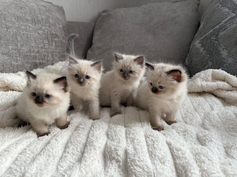 Ragdoll kittens for sale in Peterborough, Cambridgeshire – 6 weeks old