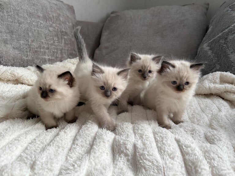 Ragdoll kittens for sale in Peterborough, Cambridgeshire – 6 weeks old - Image 2 of 3