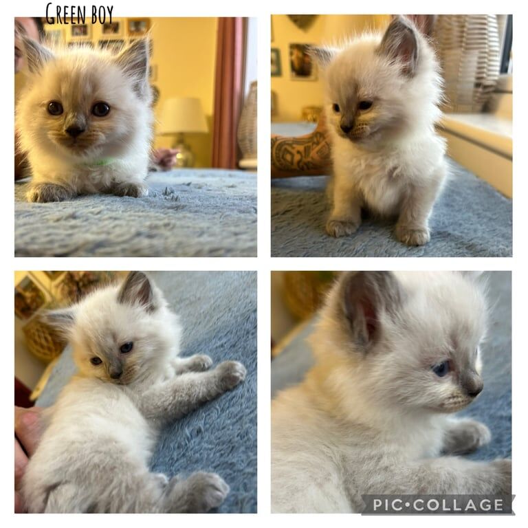 Ragdoll kittens for sale in Milngavie, Dunbartonshire – 6 weeks old