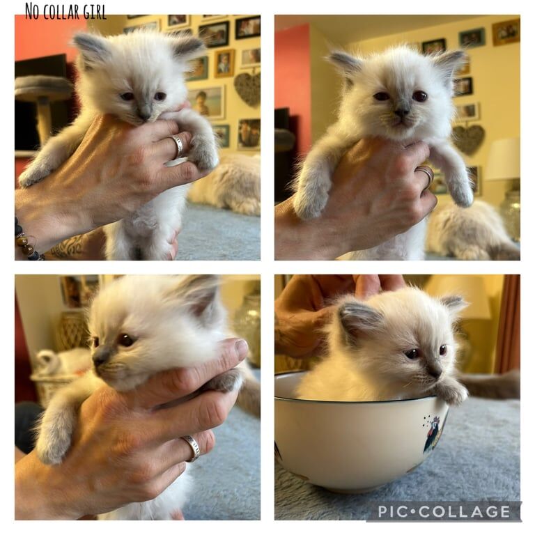 Ragdoll kittens for sale in Milngavie, Dunbartonshire – 6 weeks old - Image 3 of 3
