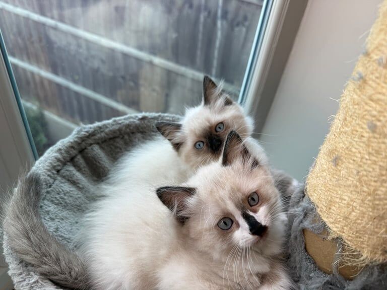 Ragdoll kittens for sale in Northampton, Northamptonshire – 10 weeks old