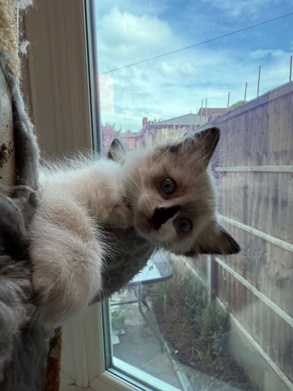 Ragdoll kittens for sale in Northampton, Northamptonshire – 10 weeks old - Image 2 of 3