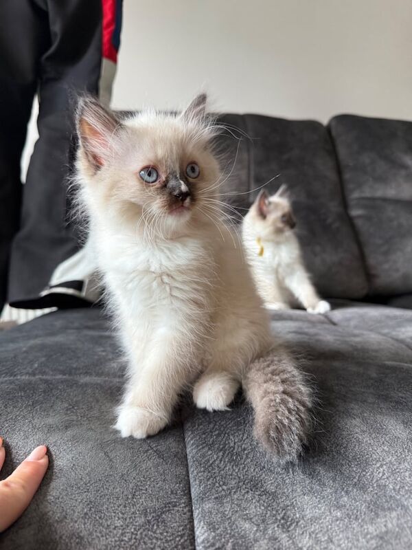 Ragdoll kittens for sale in Northampton, Northamptonshire – 10 weeks old - Image 3 of 3