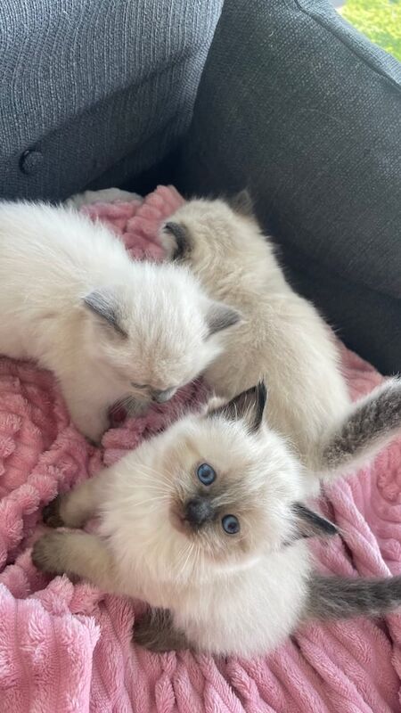 Ragdoll kittens for sale in Rutherglen, Lanarkshire – 6 weeks old