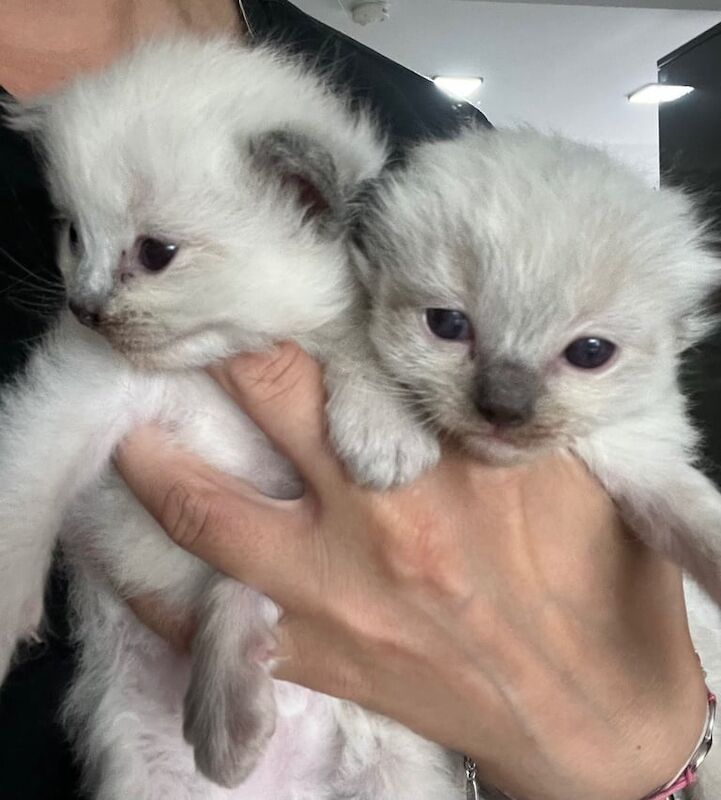 Ragdoll kittens for sale in Coleraine, County Londonderry – 3 weeks old