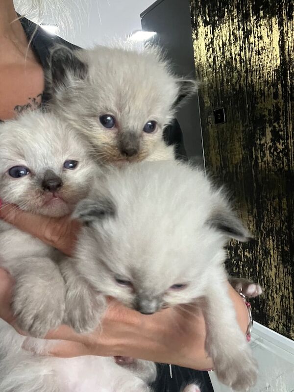Ragdoll kittens for sale in Coleraine, County Londonderry – 3 weeks old - Image 2 of 3
