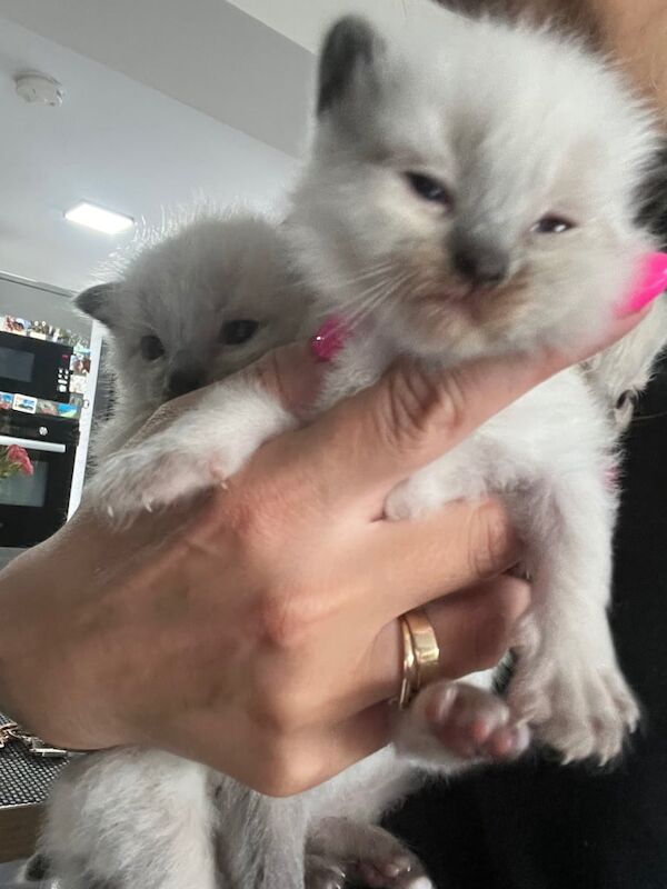 Ragdoll kittens for sale in Coleraine, County Londonderry – 3 weeks old - Image 3 of 3