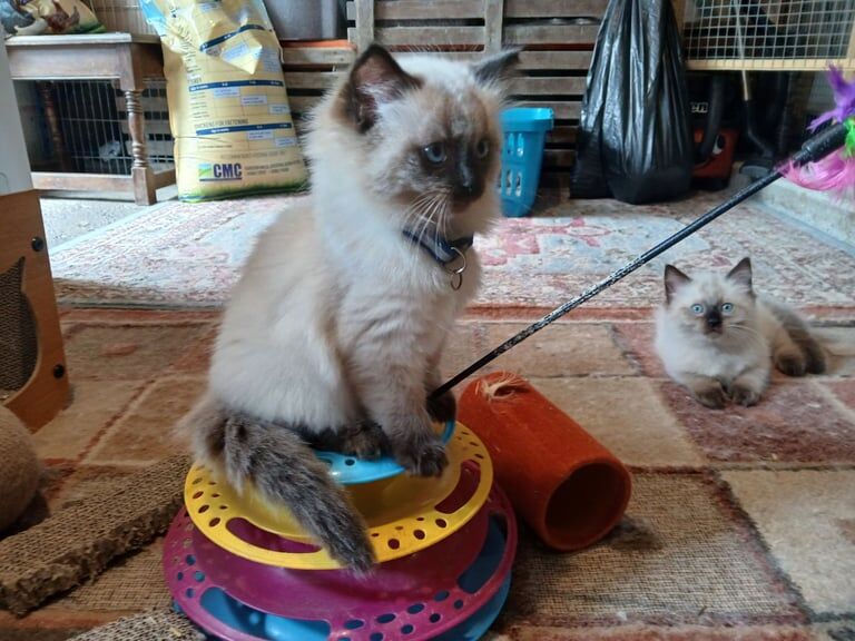 Ragdoll kittens for sale in Crediton, Devon – 9 weeks old