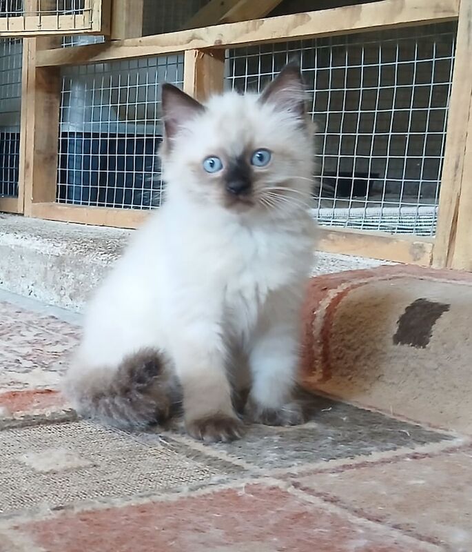 Ragdoll kittens for sale in Crediton, Devon – 9 weeks old - Image 3 of 3