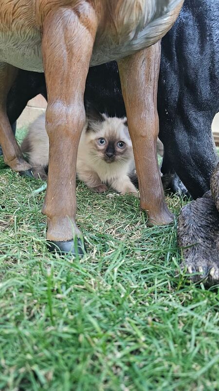 Ragdoll kittens for sale in Downend, Berkshire – 7 weeks old