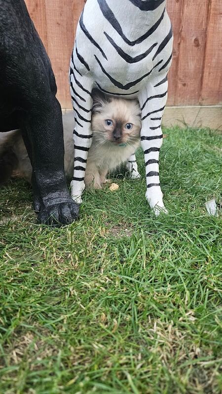 Ragdoll kittens for sale in Downend, Berkshire – 7 weeks old - Image 2 of 3