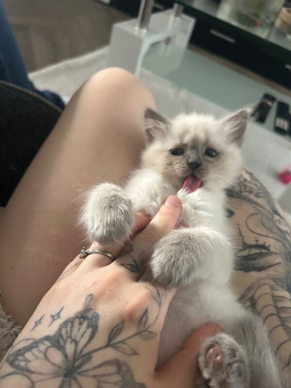 Ragdoll kittens for sale in Pilton, City of Edinburgh – 9 weeks old