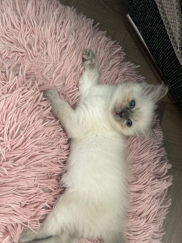 Ragdoll kittens for sale in Pilton, City of Edinburgh – 9 weeks old - Image 2 of 3