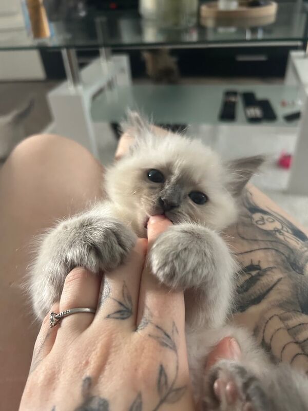 Ragdoll kittens for sale in Pilton, City of Edinburgh – 9 weeks old - Image 3 of 3