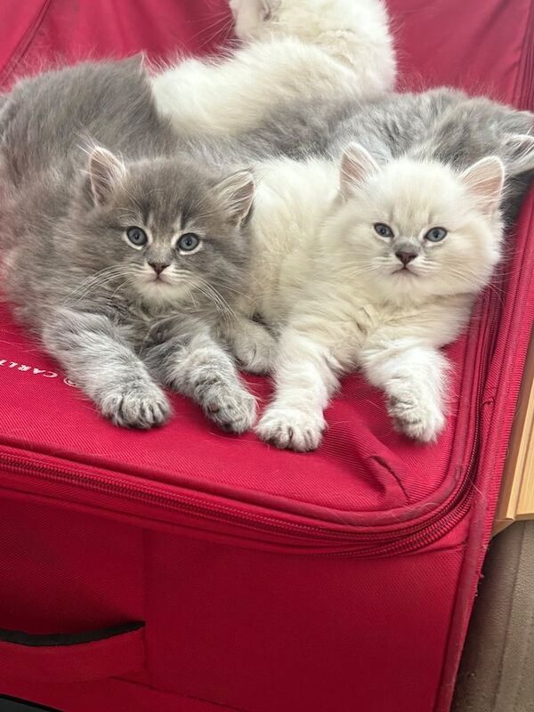 Ragdoll kittens for sale in Hackney, Greater London – 8 weeks old