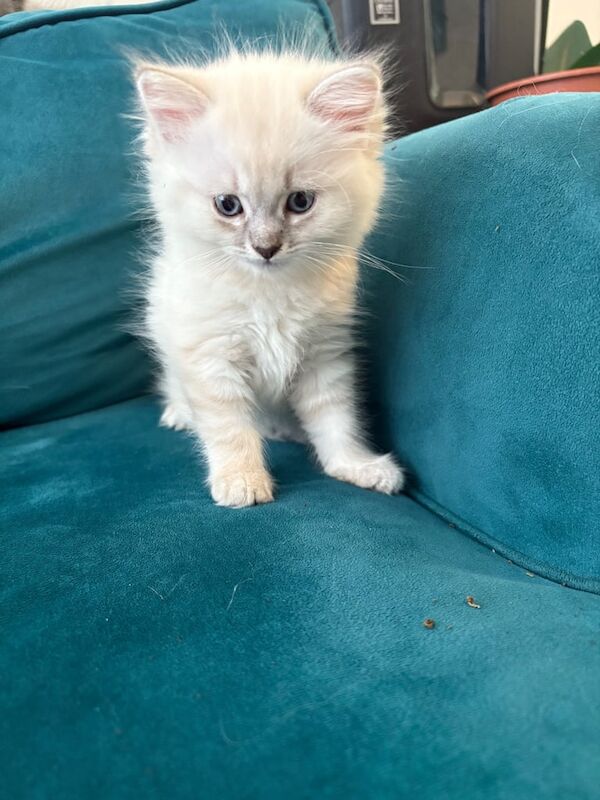 Ragdoll kittens for sale in Hackney, Greater London – 8 weeks old - Image 2 of 3