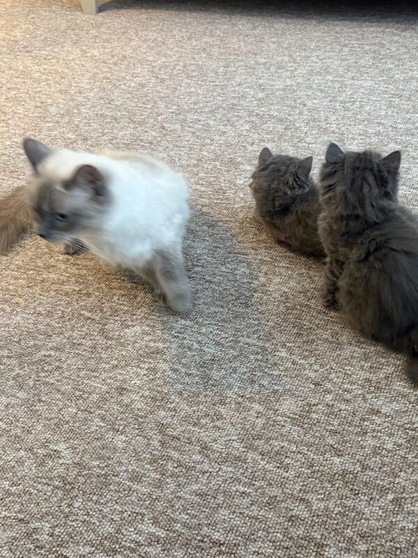 Ragdoll kittens for sale in Hackney, Greater London – 8 weeks old - Image 3 of 3