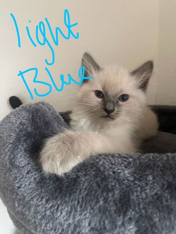 Ragdoll kittens for sale in Dundee, City of Dundee – 8 weeks old