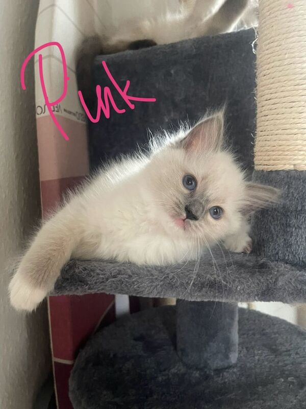 Ragdoll kittens for sale in Dundee, City of Dundee – 8 weeks old - Image 2 of 3