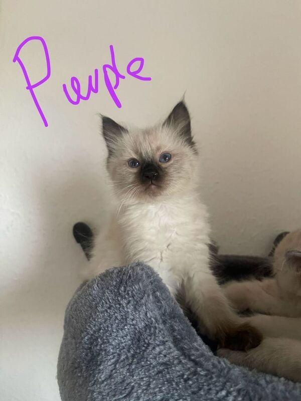 Ragdoll kittens for sale in Dundee, City of Dundee – 8 weeks old - Image 3 of 3
