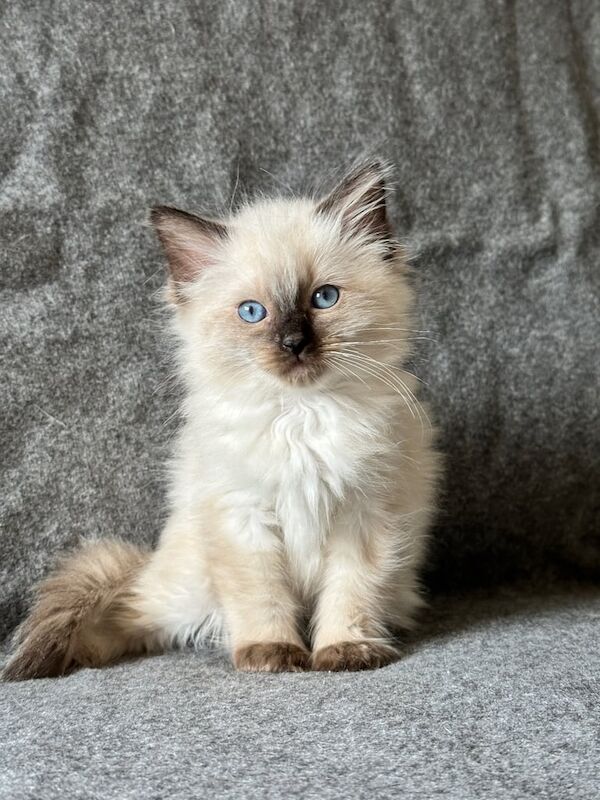 Ragdoll kittens for sale in Hamilton, Lanarkshire – 11 weeks old