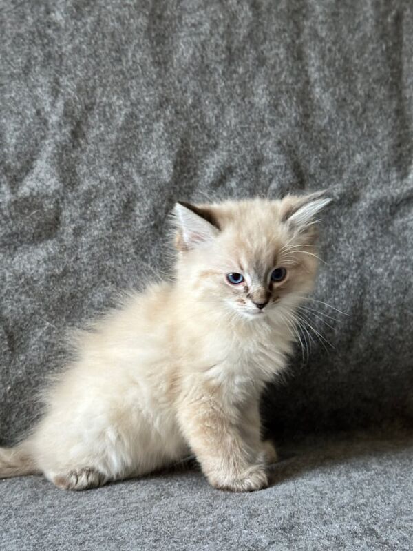 Ragdoll kittens for sale in Hamilton, Lanarkshire – 11 weeks old - Image 2 of 3