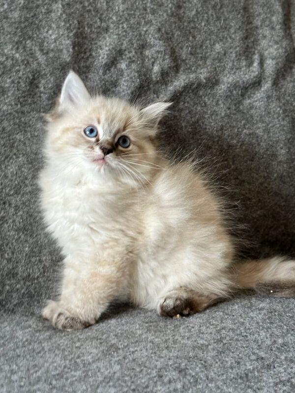 Ragdoll kittens for sale in Hamilton, Lanarkshire – 11 weeks old - Image 3 of 3