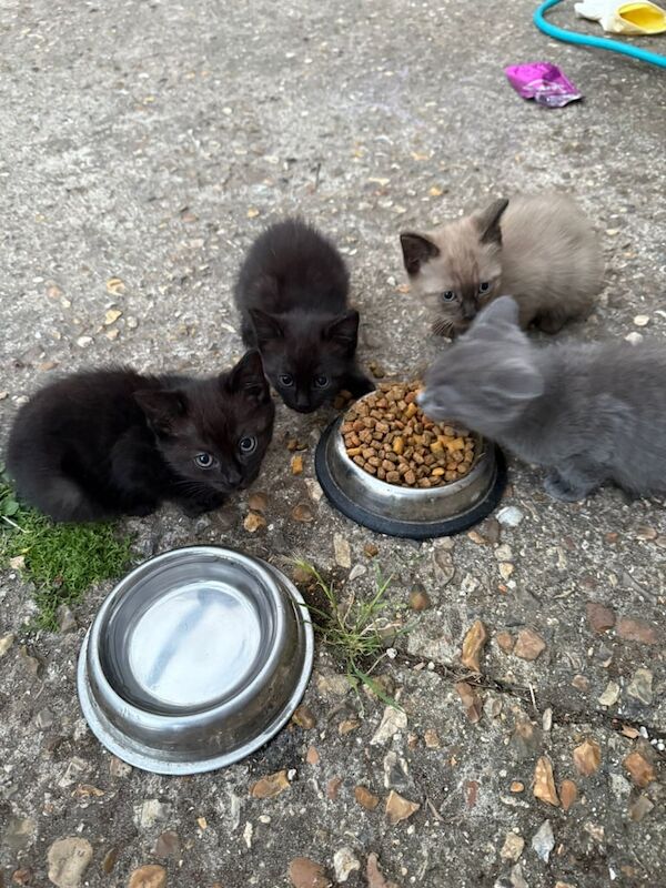 Ragdoll kittens for sale in Southampton, Hampshire – 3 months old