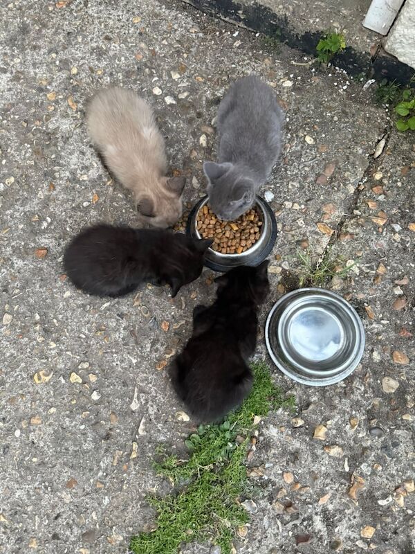Ragdoll kittens for sale in Southampton, Hampshire – 3 months old - Image 2 of 3