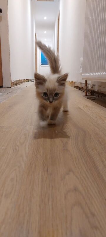 Ragdoll kittens for sale in Biggar, Lanarkshire – 3 months old