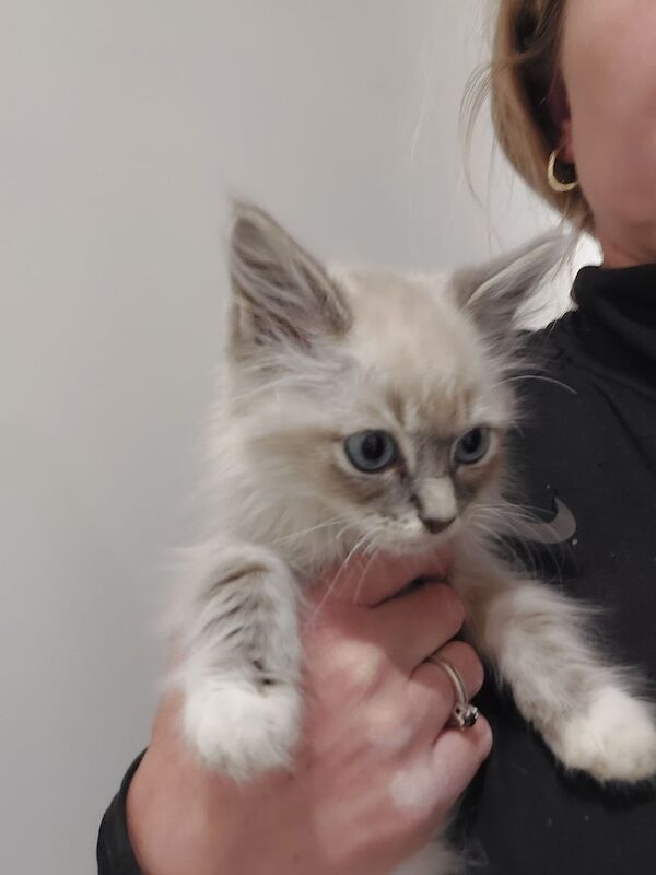Ragdoll kittens for sale in Biggar, Lanarkshire – 3 months old - Image 2 of 3