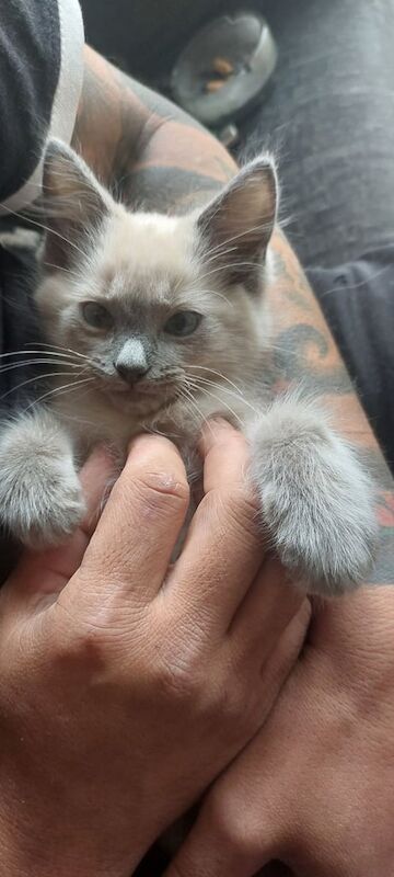 Ragdoll kittens for sale in Biggar, Lanarkshire – 3 months old - Image 3 of 3