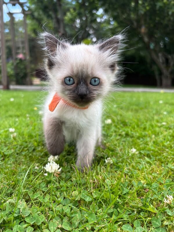 Ragdoll kittens for sale in Turriff, Aberdeenshire – 8 weeks old