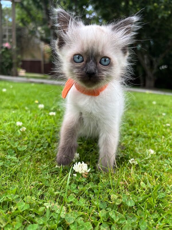 Ragdoll kittens for sale in Turriff, Aberdeenshire – 8 weeks old - Image 2 of 3