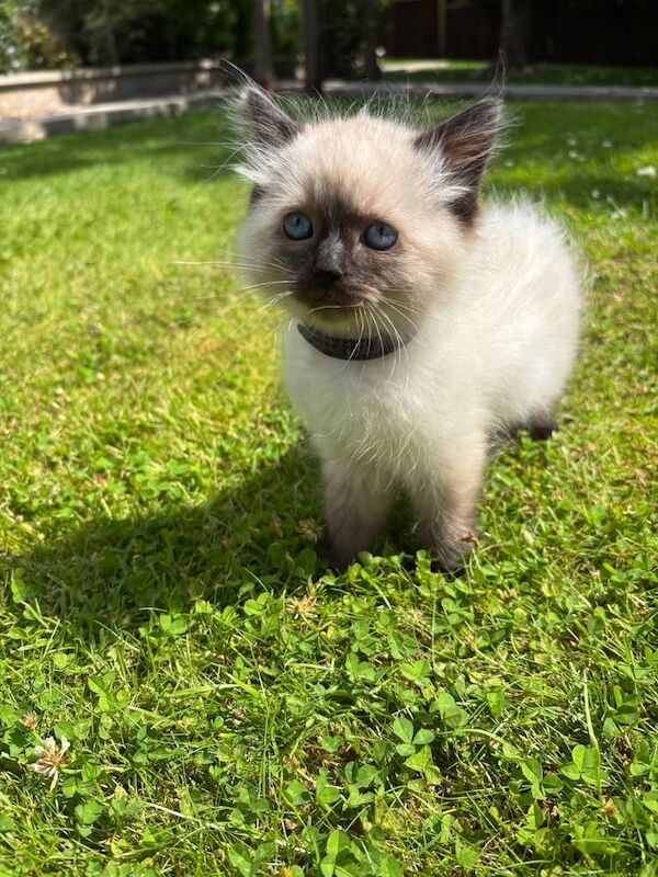 Ragdoll kittens for sale in Turriff, Aberdeenshire – 8 weeks old - Image 3 of 3