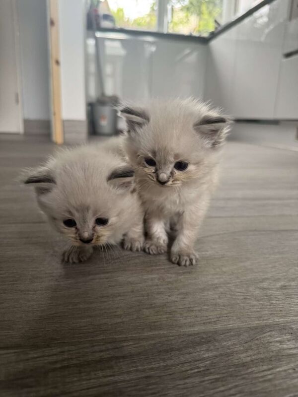 Ragdoll kittens for sale in Old Cwmbran, Gwent – 5 weeks old