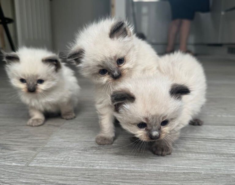 Ragdoll kittens for sale in Old Cwmbran, Gwent – 5 weeks old - Image 2 of 3