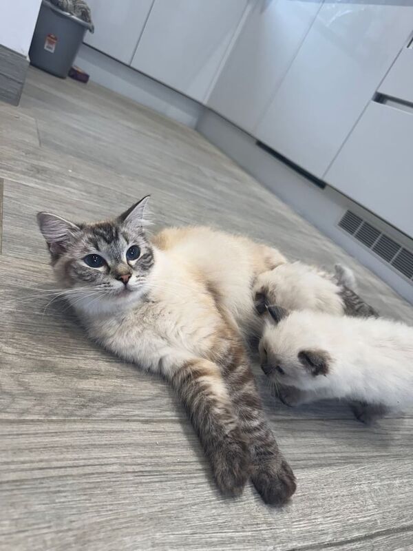 Ragdoll kittens for sale in Old Cwmbran, Gwent – 5 weeks old - Image 3 of 3