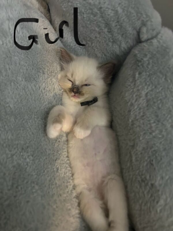Ragdoll kittens for sale in Bournemouth, Dorset – 6 weeks old