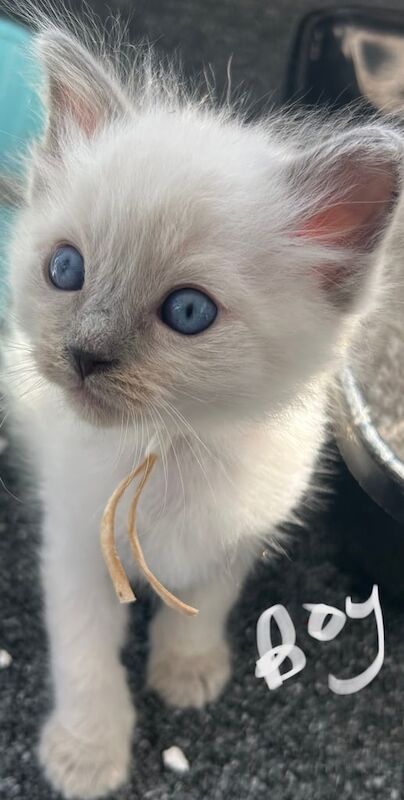 Ragdoll kittens for sale in Bournemouth, Dorset – 6 weeks old - Image 2 of 3