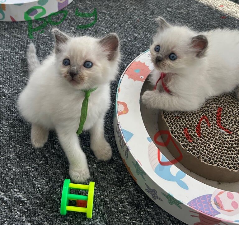 Ragdoll kittens for sale in Bournemouth, Dorset – 6 weeks old - Image 3 of 3