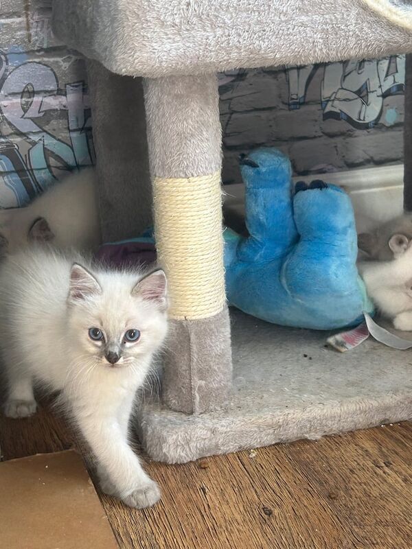 Ragdoll kittens for sale in Littleborough, Greater Manchester – 9 weeks old
