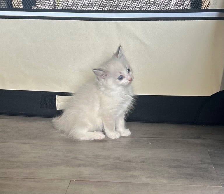 Ragdoll kittens for sale in Littleborough, Greater Manchester – 9 weeks old - Image 2 of 3