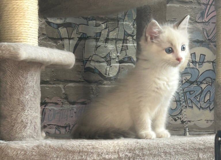 Ragdoll kittens for sale in Littleborough, Greater Manchester – 9 weeks old - Image 3 of 3