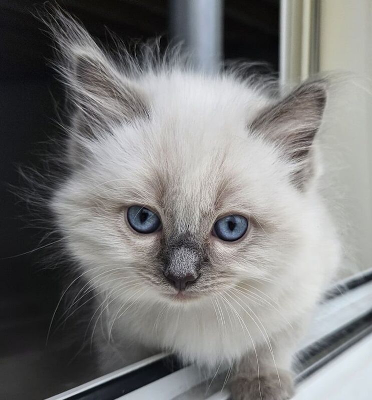 Ragdoll kittens for sale in Middlesbrough, North Yorkshire – 9 weeks old