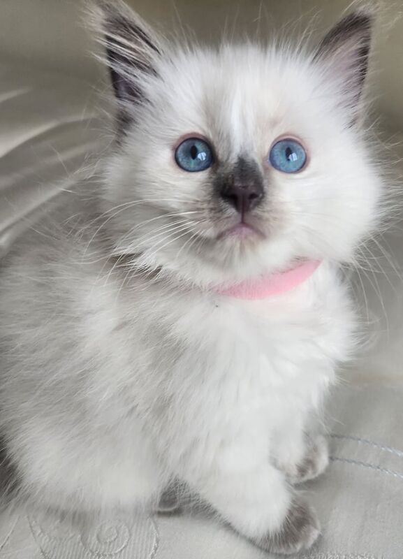Ragdoll kittens for sale in Middlesbrough, North Yorkshire – 9 weeks old - Image 2 of 3