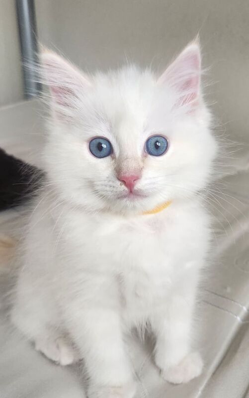 Ragdoll kittens for sale in Middlesbrough, North Yorkshire – 9 weeks old - Image 3 of 3