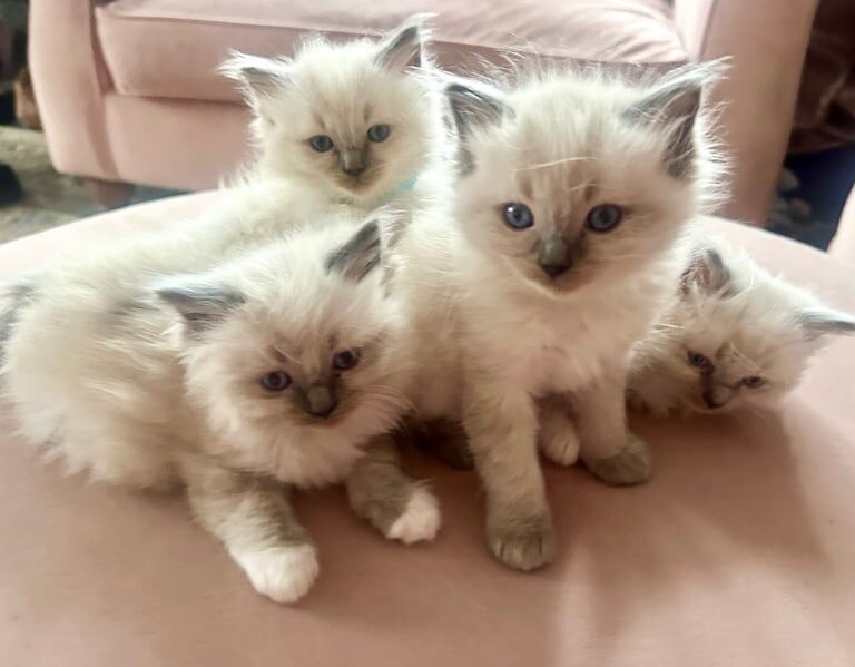 Ragdoll kittens for sale in Church Gresley, Derbyshire – 6 weeks old